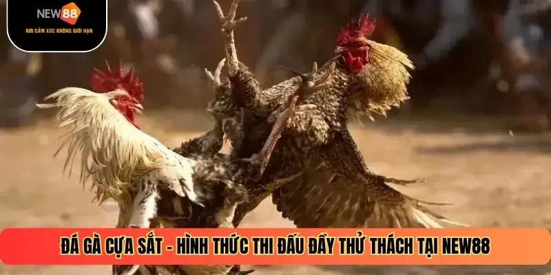 Đá Gà Cựa Sắt