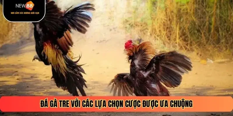 Đá gà tre với các lựa chọn cược được ưa chuộng