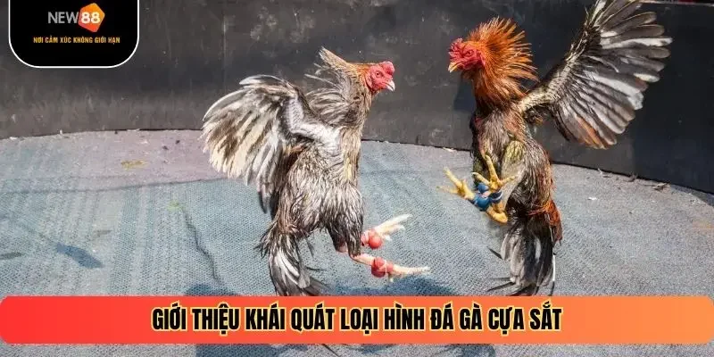 Giới thiệu khái quát loại hình đá gà cựa sắt