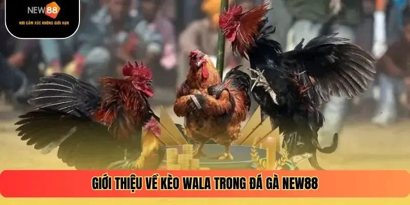 Giới thiệu về kèo Wala trong đá gà New88