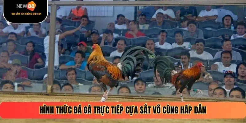Hình thức đá gà trực tiếp cựa sắt vô cùng hấp dẫn