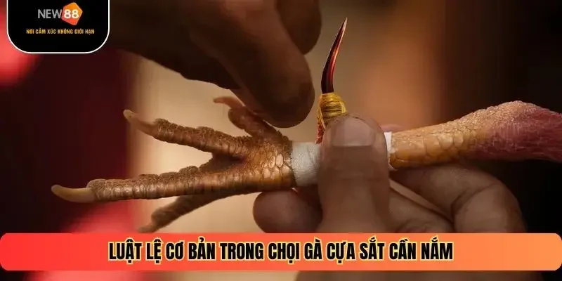 Luật lệ cơ bản trong chọi gà cựa sắt cần nắm